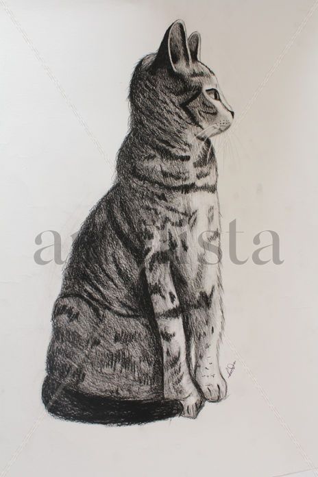 Cat.