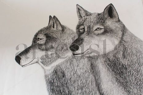 Wolves.