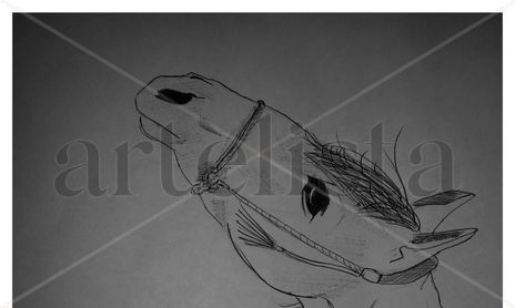 Animales