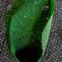 obra