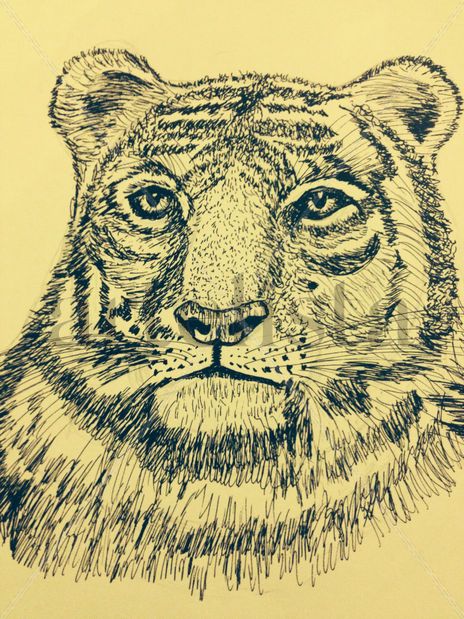 Tigre