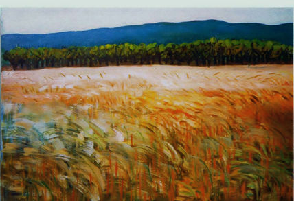Campo de trigo