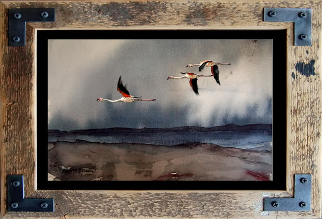 Flamingos from Patagonia