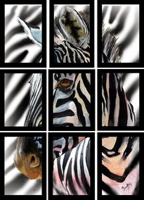 Noniptric zebra