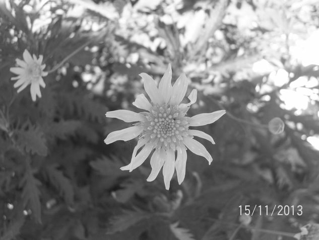 Cada flor es única e irrepetible, aunque este en un jardín de flores. Naturaleza Blanco y Negro (Digital)