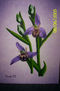 orquidea