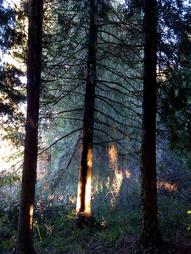 Puesta de sol con arboles