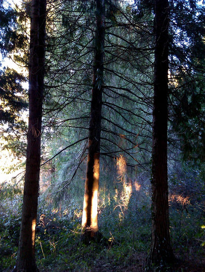 Puesta de sol con arboles Naturaleza Color (Digital)