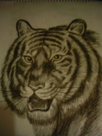 Tigre