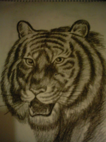 Tigre Charcoal