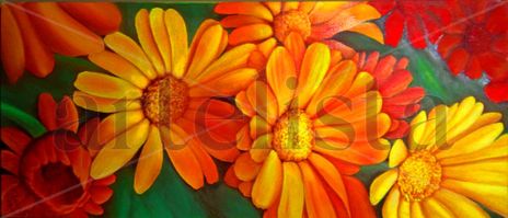 Gerberas