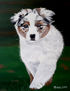 Australian Shepherd