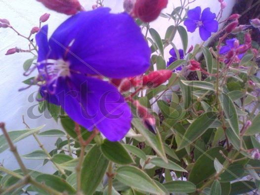 Flores al  viento