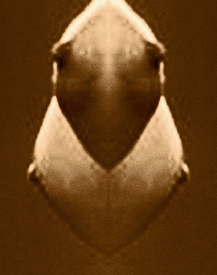 Evapez 1