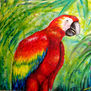 Loro tropical rojo