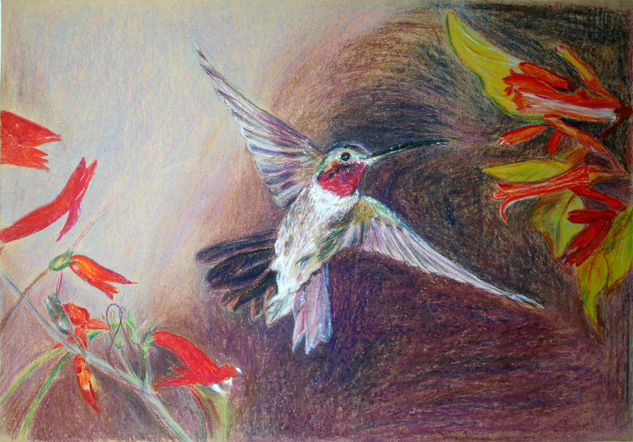 Colibri Others