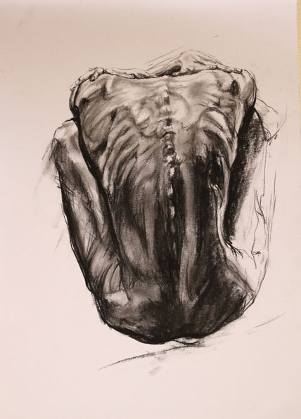 "Anatomia"