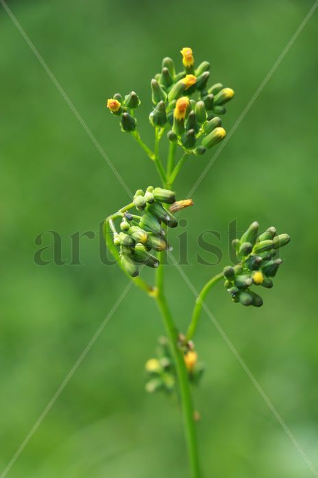 Flores silvestres