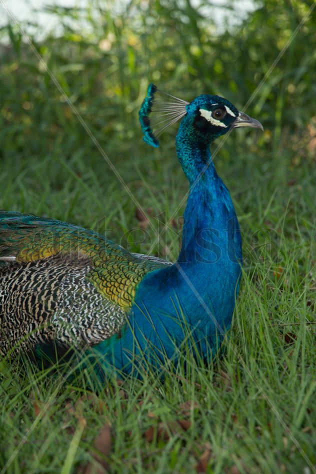 pavo real