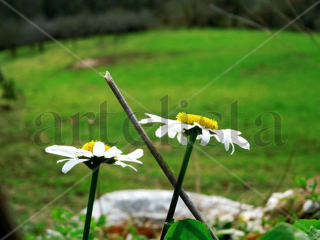 Margaritas en el valle Naturaleza Técnicas alternativas