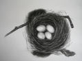 Nest with Eggs Charcoal drawing