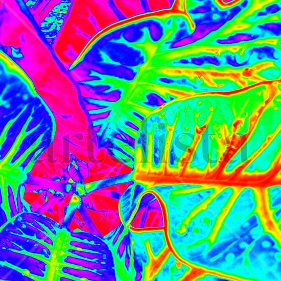 Hojas de croto Conceptual/Abstract Color (Digital)