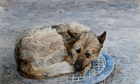 Animales