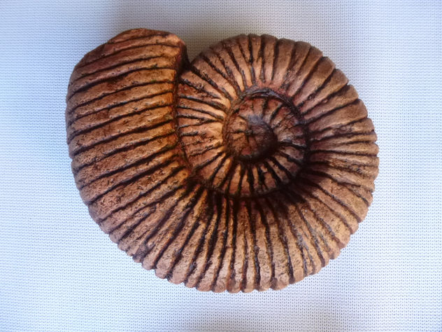 FOSIL AMONITES 1