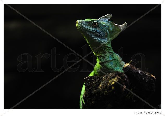 Reptil real Nature Color (Digital)