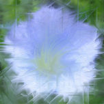 Flores thumbnail 1