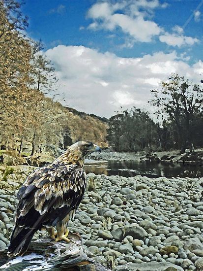 El Águila en el Marinazo 