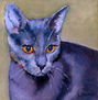 gato2