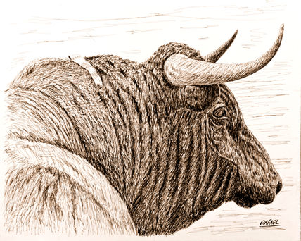 Toro de lidia