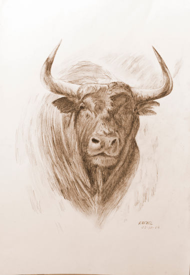 toro de lidia Grafito