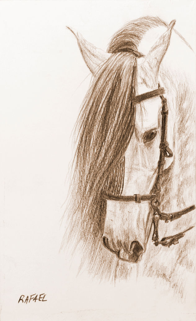 cabeza de caballos vaquero