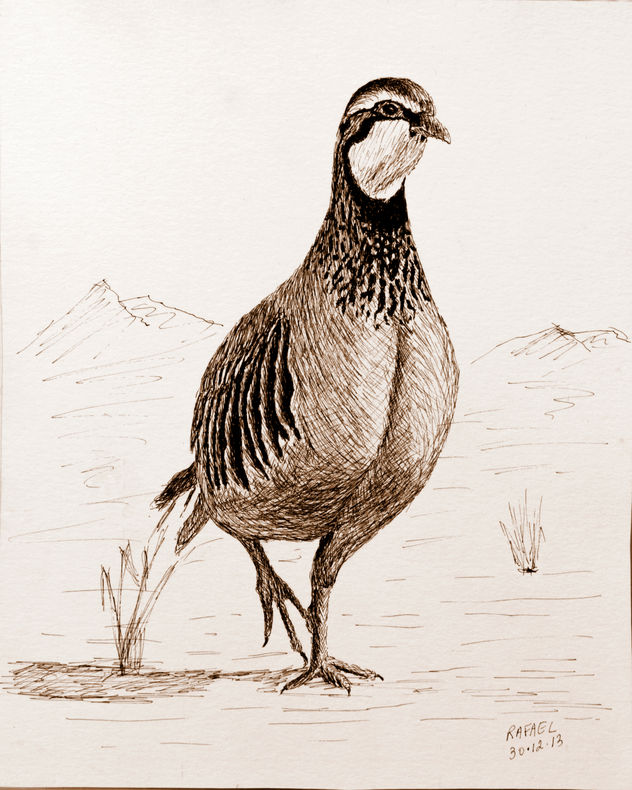 perdiz