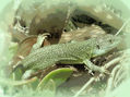 EL LAGARTO VERDE