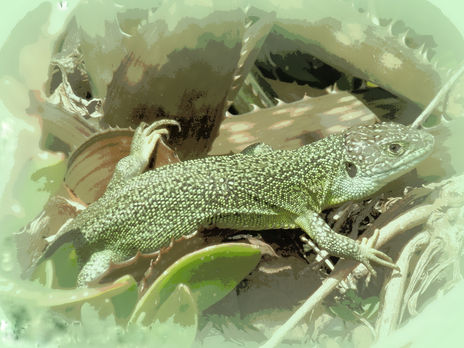 El lagarto verde