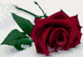 Rosa sobre la nieve
