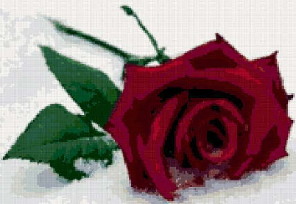 Rosa sobre la nieve
