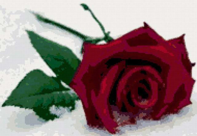 Rosa sobre la nieve