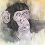 Chimp