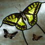 Mariposas