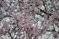 Almendro en flor