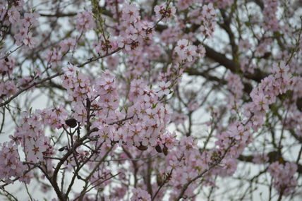 Almendro en flor