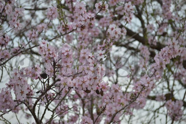 Almendro en flor