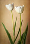 Tulipanes Blancos