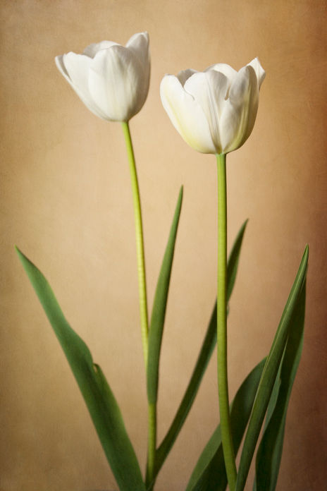 Tulipanes Blancos