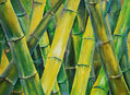 Canyes - Cañas