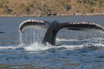 Ballena Jorobada